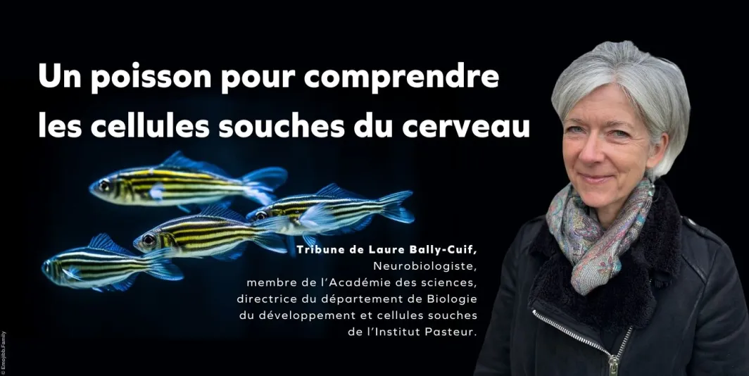 Un poisson pour comprendre les cellules souches du cerveau - Laure Bally-Cuif - L'HUMANITÉ MAGAZINE