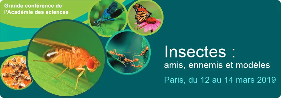 Invitation Presse : Insectes : Amis, ennemis et modèles - Première Grande Conférence de l’Académie des sciences